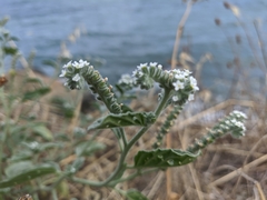 Heliotropium ellipticum