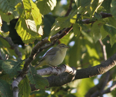 Phylloscopus trochilus