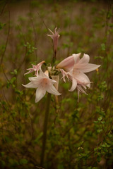 Amaryllis belladonna