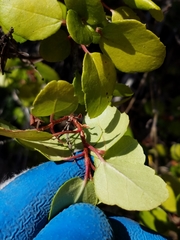 Ribes viburnifolium