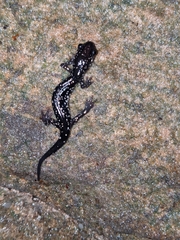 Plethodon glutinosus