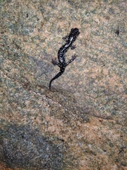 Plethodon glutinosus