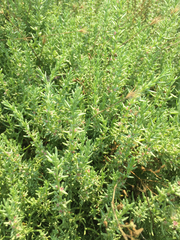 Nitrophila occidentalis