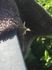 Stagmomantis carolina