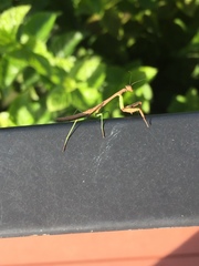 Stagmomantis carolina