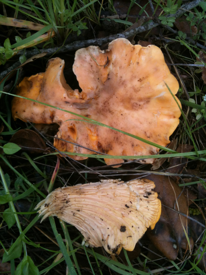 Cantharellus californicus image