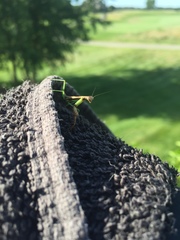 Stagmomantis carolina