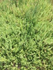 Nitrophila occidentalis
