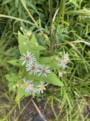Eurybia furcata