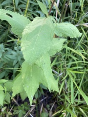 Eurybia furcata