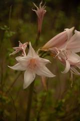 Amaryllis belladonna