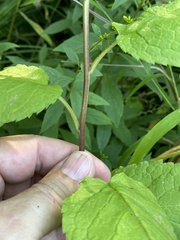 Eurybia furcata