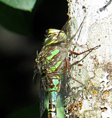 Aeshna canadensis