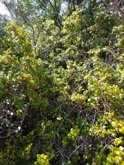Ribes viburnifolium