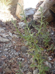 Pseudognaphalium pringlei