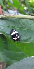 Barytopus lunulatus