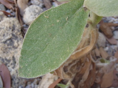 Pseudognaphalium pringlei