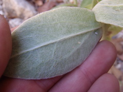 Pseudognaphalium pringlei