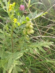 Rhopalomyia tanaceticola