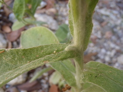 Pseudognaphalium pringlei