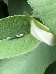 Graphocephala flavovittata