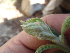 Pseudognaphalium pringlei