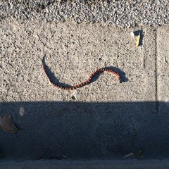 Lampropeltis multifasciata