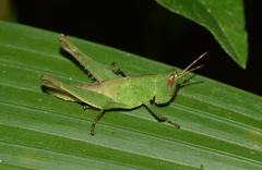 Maculiparia rotundata