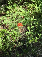 Castilleja hispida hispida
