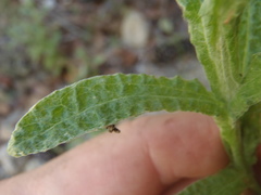 Pseudognaphalium pringlei