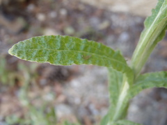 Pseudognaphalium pringlei