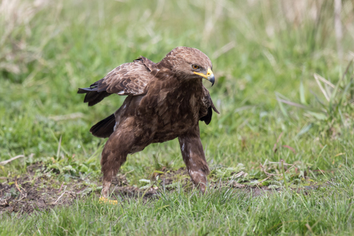 Lesser Spotted Eagle