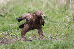 Lesser Spotted Eagle photo 5