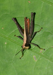 Maculiparia rotundata