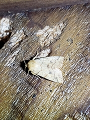Xylenini