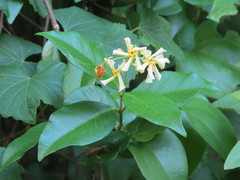 Trachelospermum