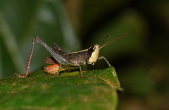 Maculiparia rotundata