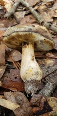 Leccinum chalybaeum