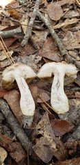 Leccinum chalybaeum