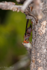 Diacrita costalis