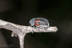 Megalostomis dimidiata