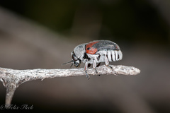 Megalostomis dimidiata