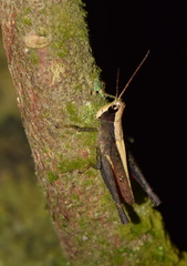 Maculiparia rotundata