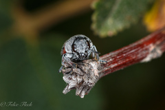 Megalostomis dimidiata