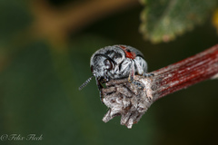 Megalostomis dimidiata