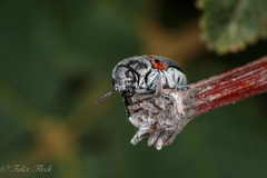 Megalostomis dimidiata
