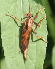 Asilus sericeus