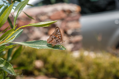 Asterocampa celtis antonia