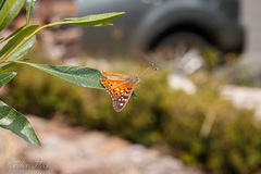 Asterocampa celtis antonia