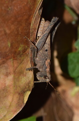 Maculiparia rotundata